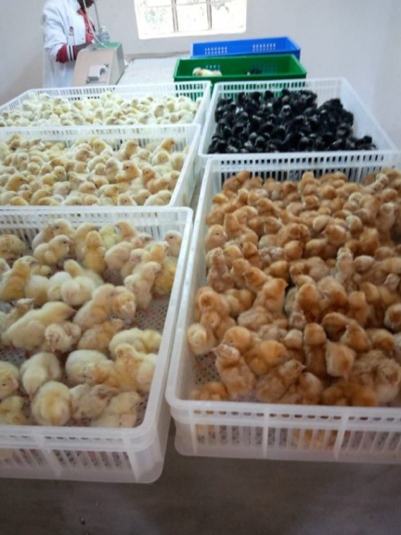 Hatchery